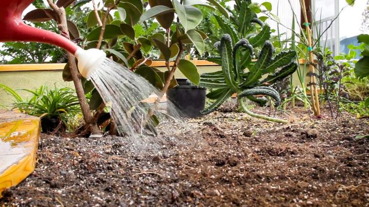 watering can pouring water onto soil in a garden bed