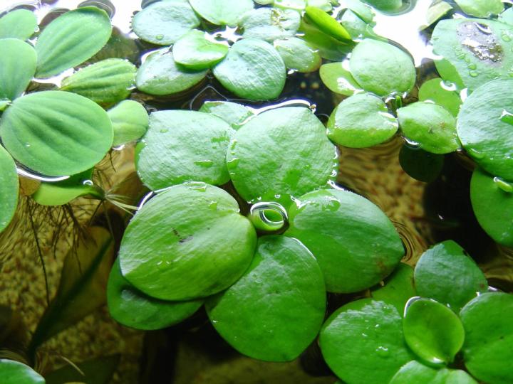 floating plants - frogbit