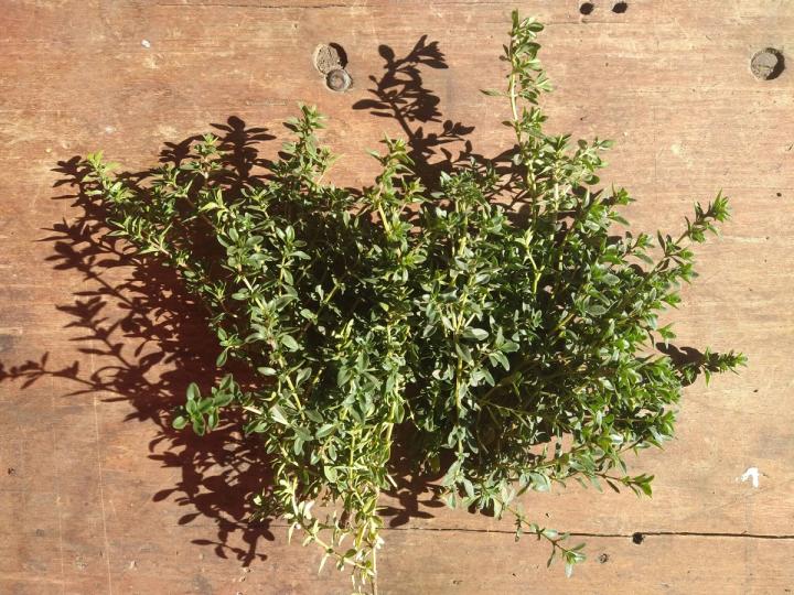 Freshly harvested thyme