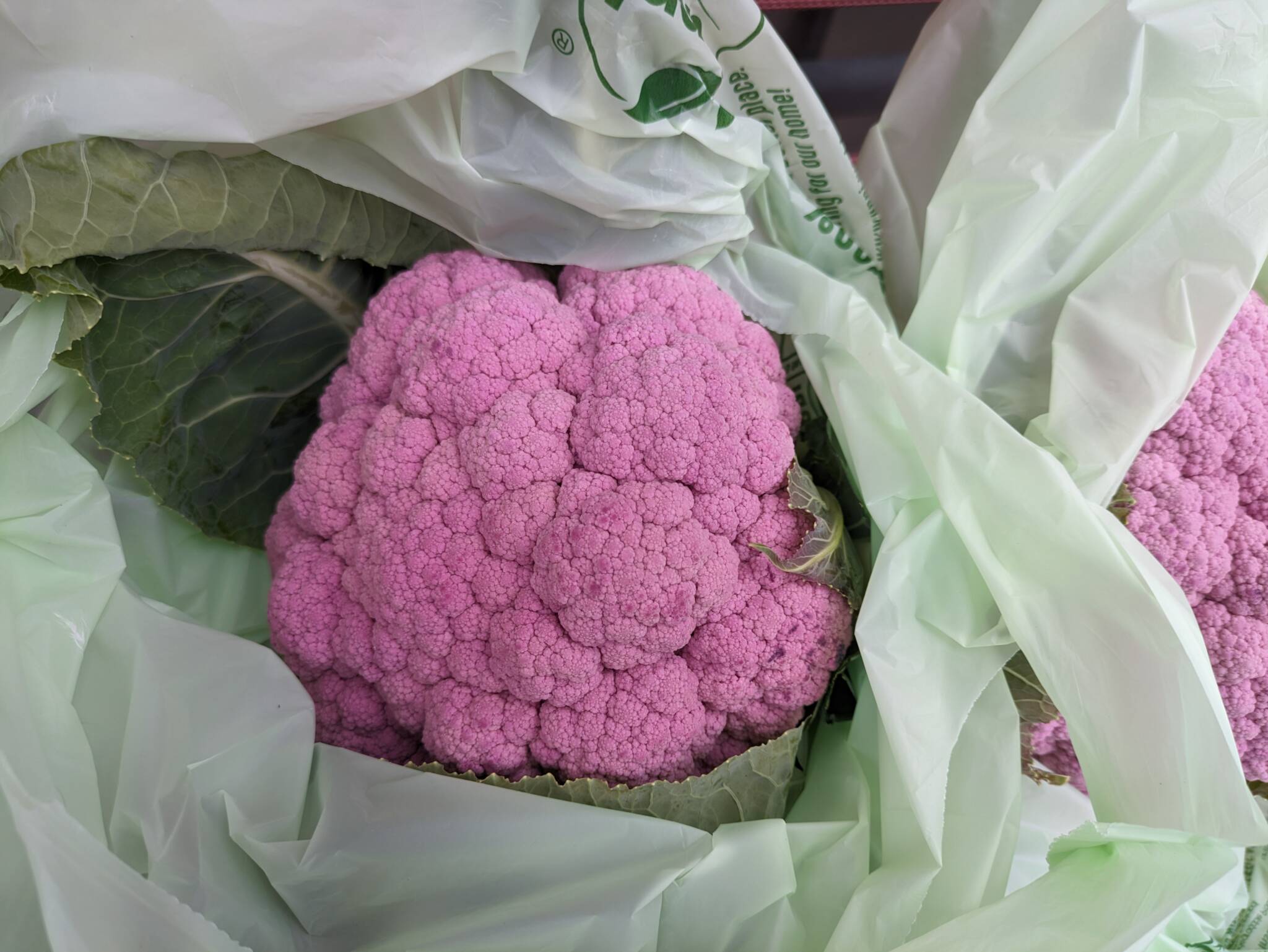 harvested purple cauliflower