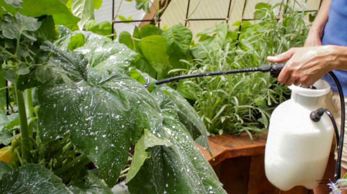 spray powdery mildew