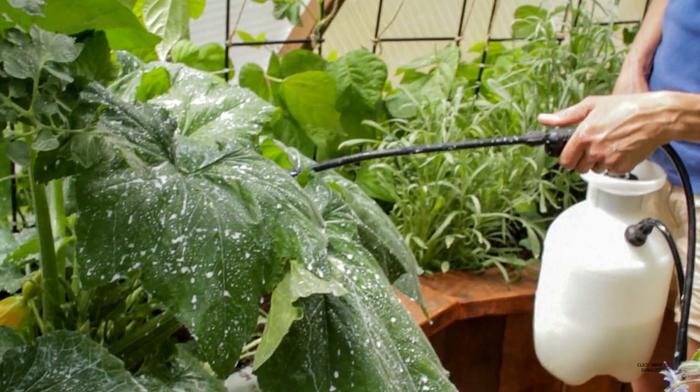 spray powdery mildew