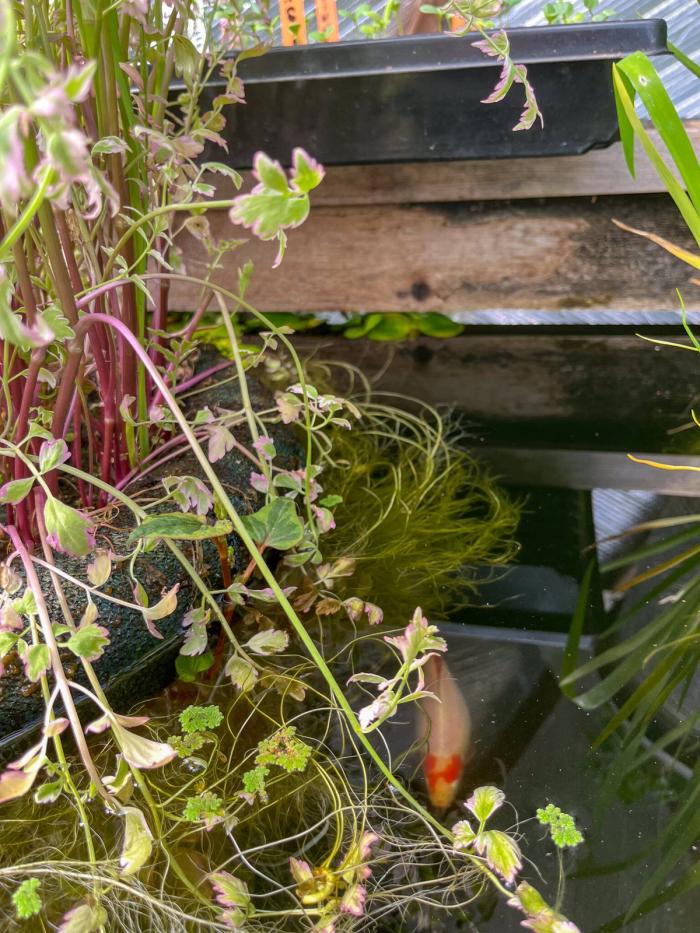 Fish in a pond swimming through the roots of a water celery plant that are hanging in the water