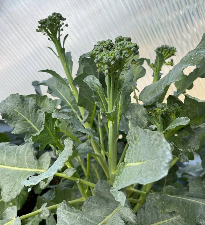 growing brassicas in a dome greenhouse