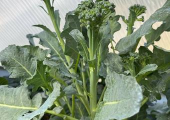 Flowering Broccoli, Catch Crops, and Early Spring image