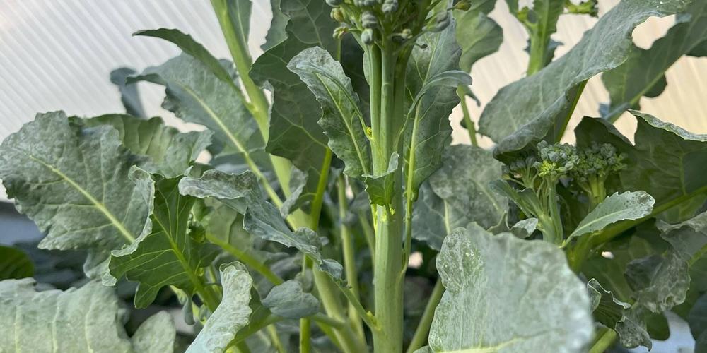 Flowering Broccoli, Catch Crops, and Early Spring image