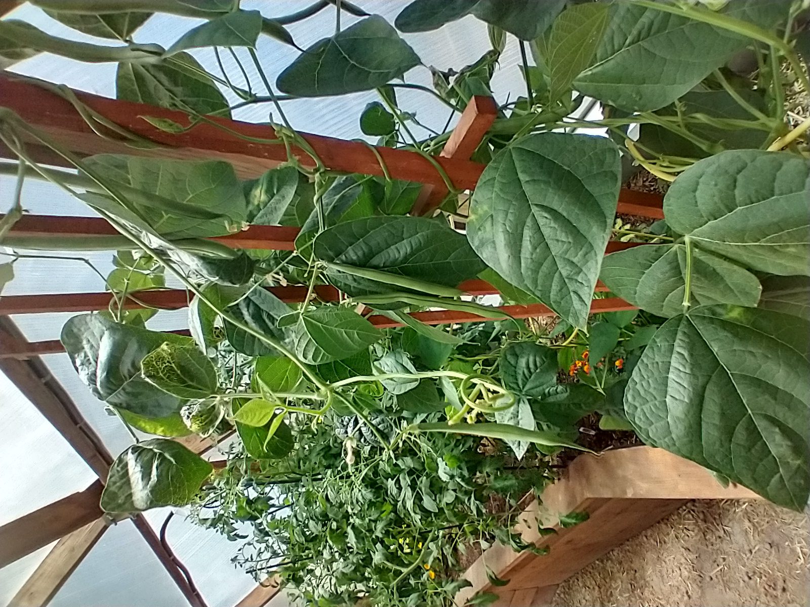 beans growing in a greenhouse on a trellis