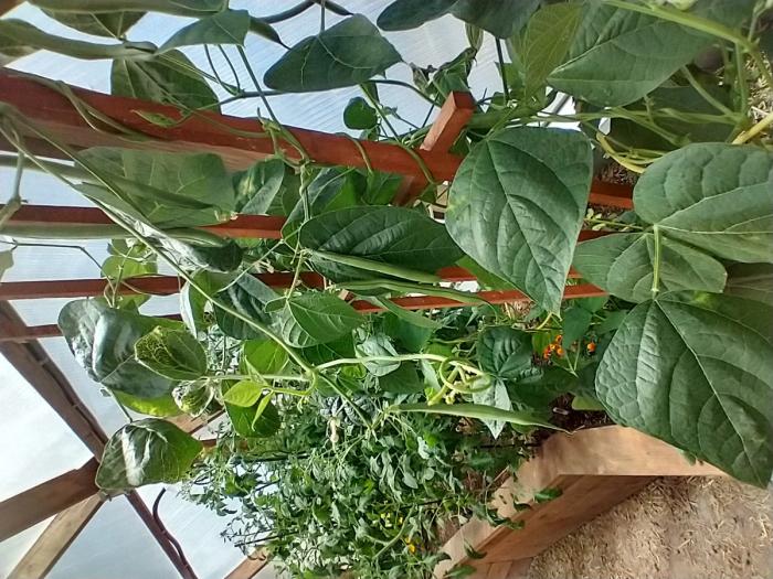 beans growing in a greenhouse on a trellis
