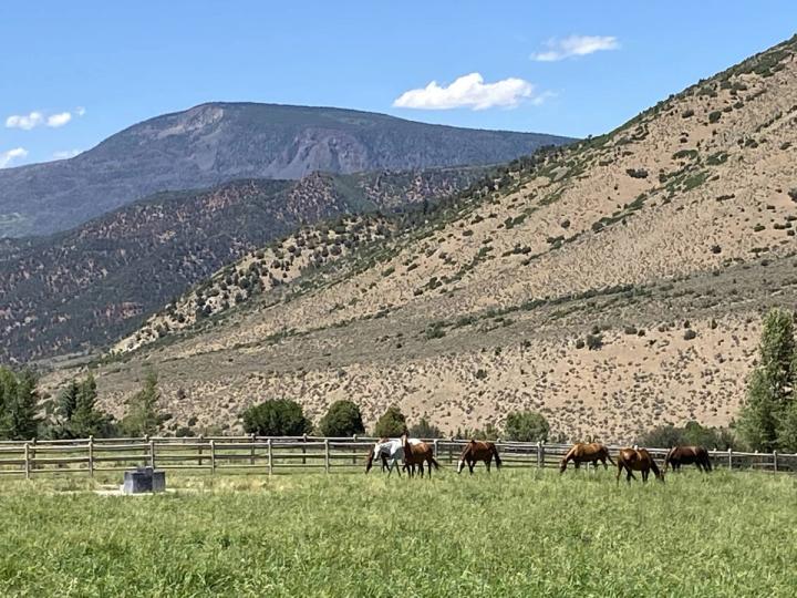 Horses at the Windstar Ranch