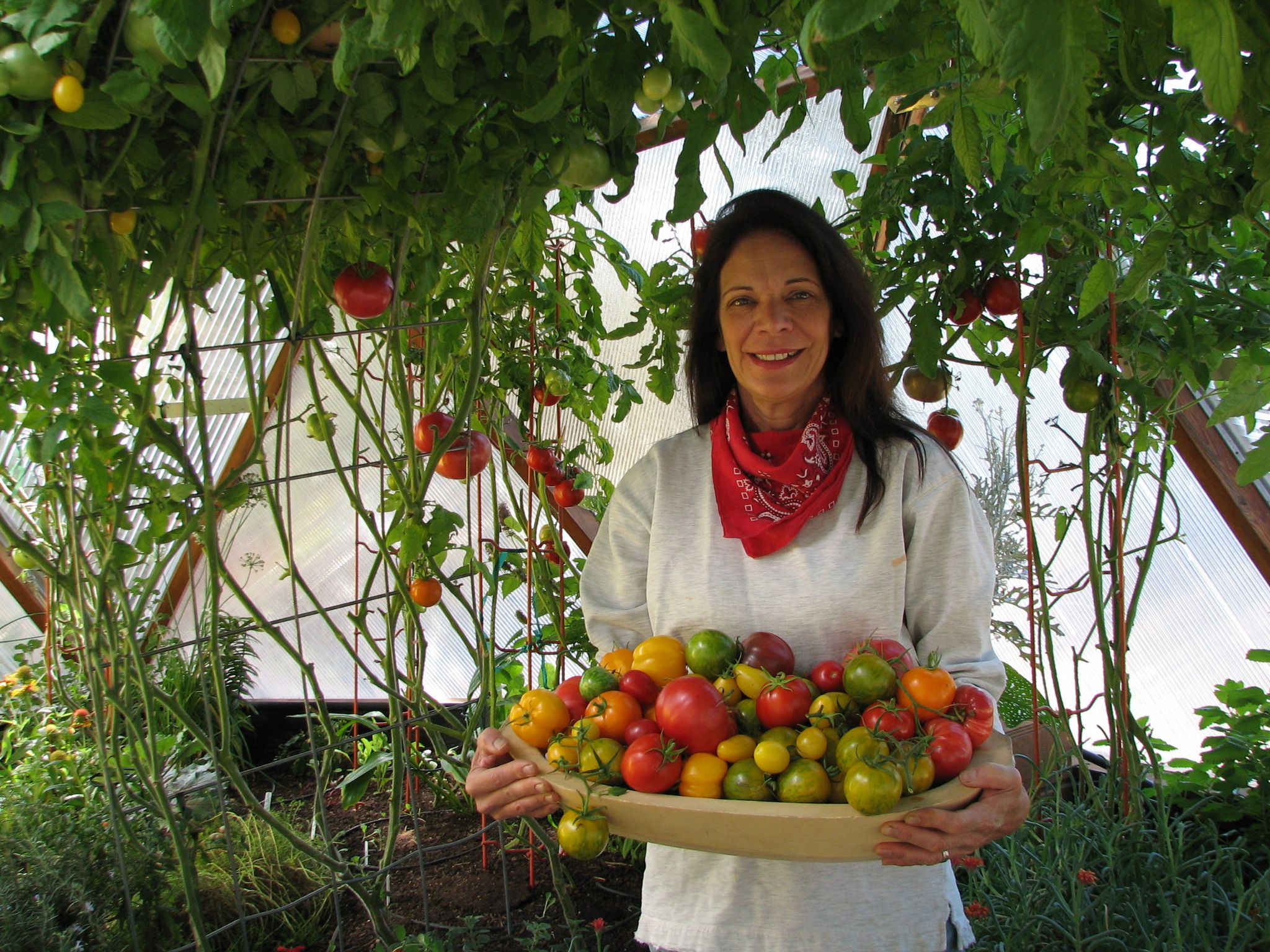 Woman holding a basket of tomatoes in her greenhouse