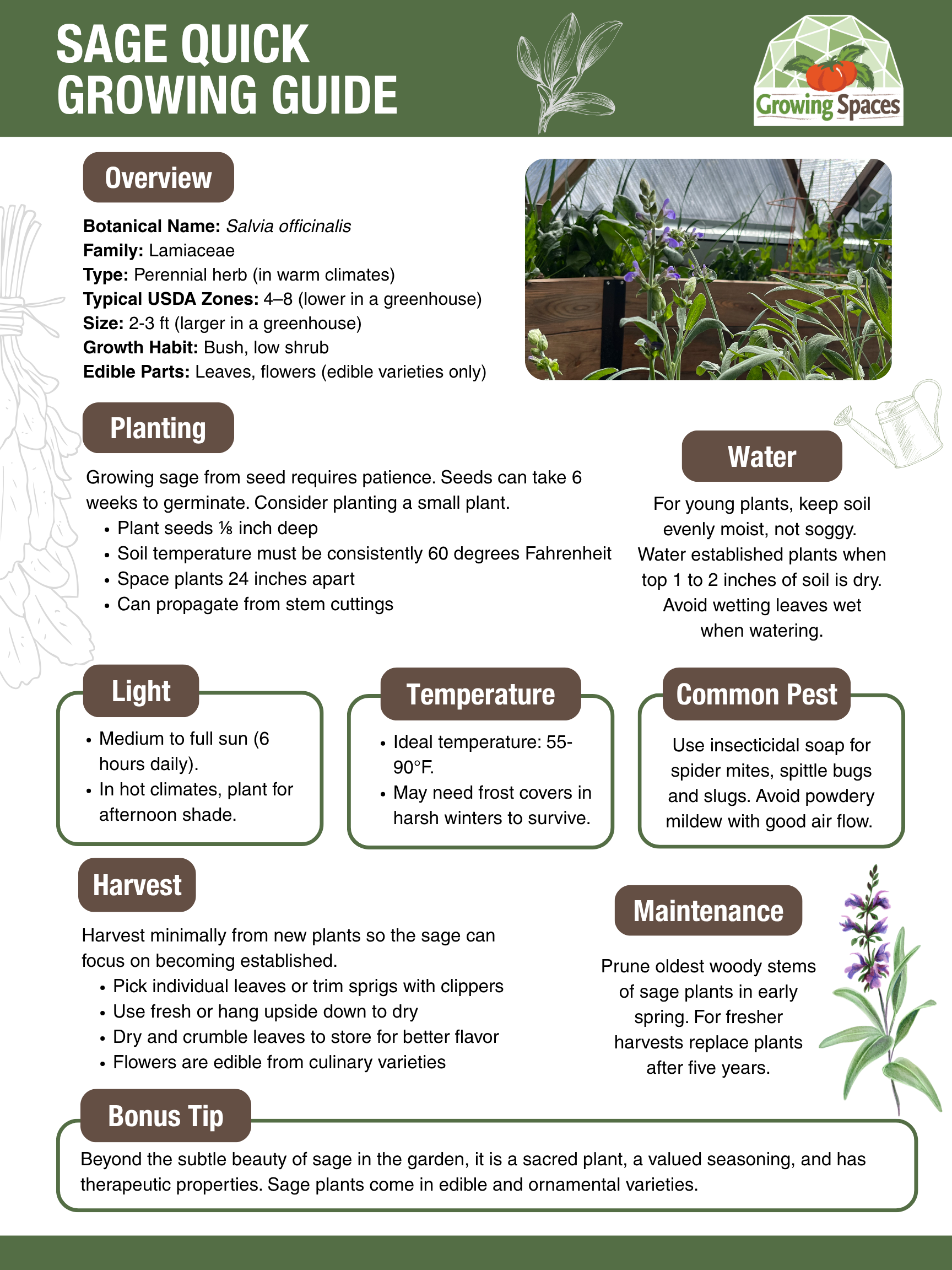 Sage Growing Guide image