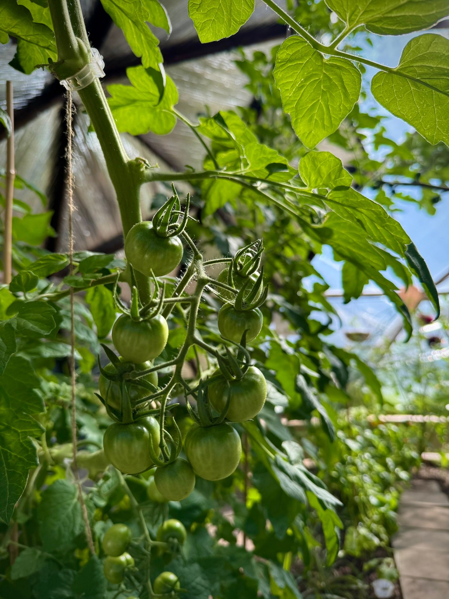 a bunch or green cherry tomatoes on the vine in a greenhouse
