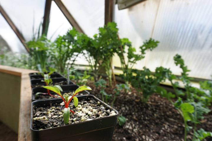 spring seedlings ready to be transplated into the greenhouse raised garden beds