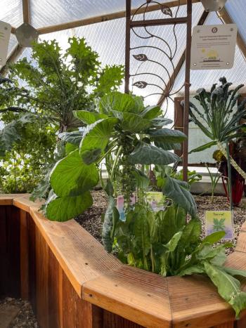 Brussels sprouts growing in a Growing Dome greenhouse