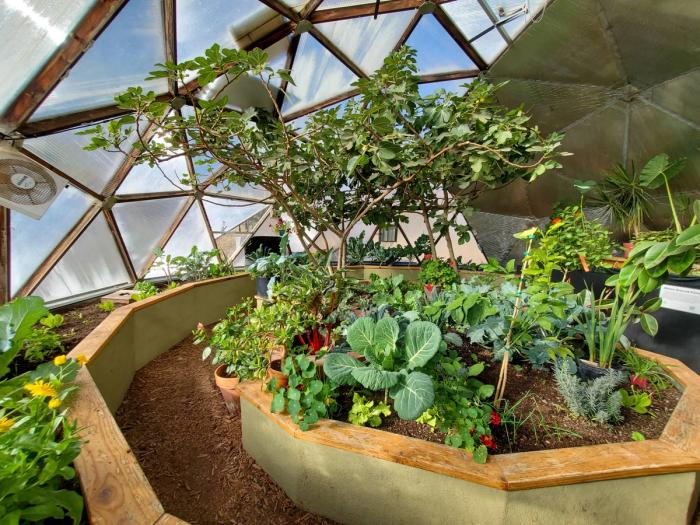 fig tree growing in a geodesic greenhouse