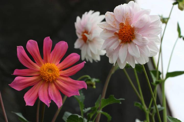 two light pink and one bright pink dahlia flowers