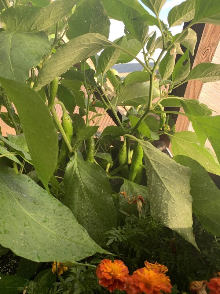 growing peppers in a dome