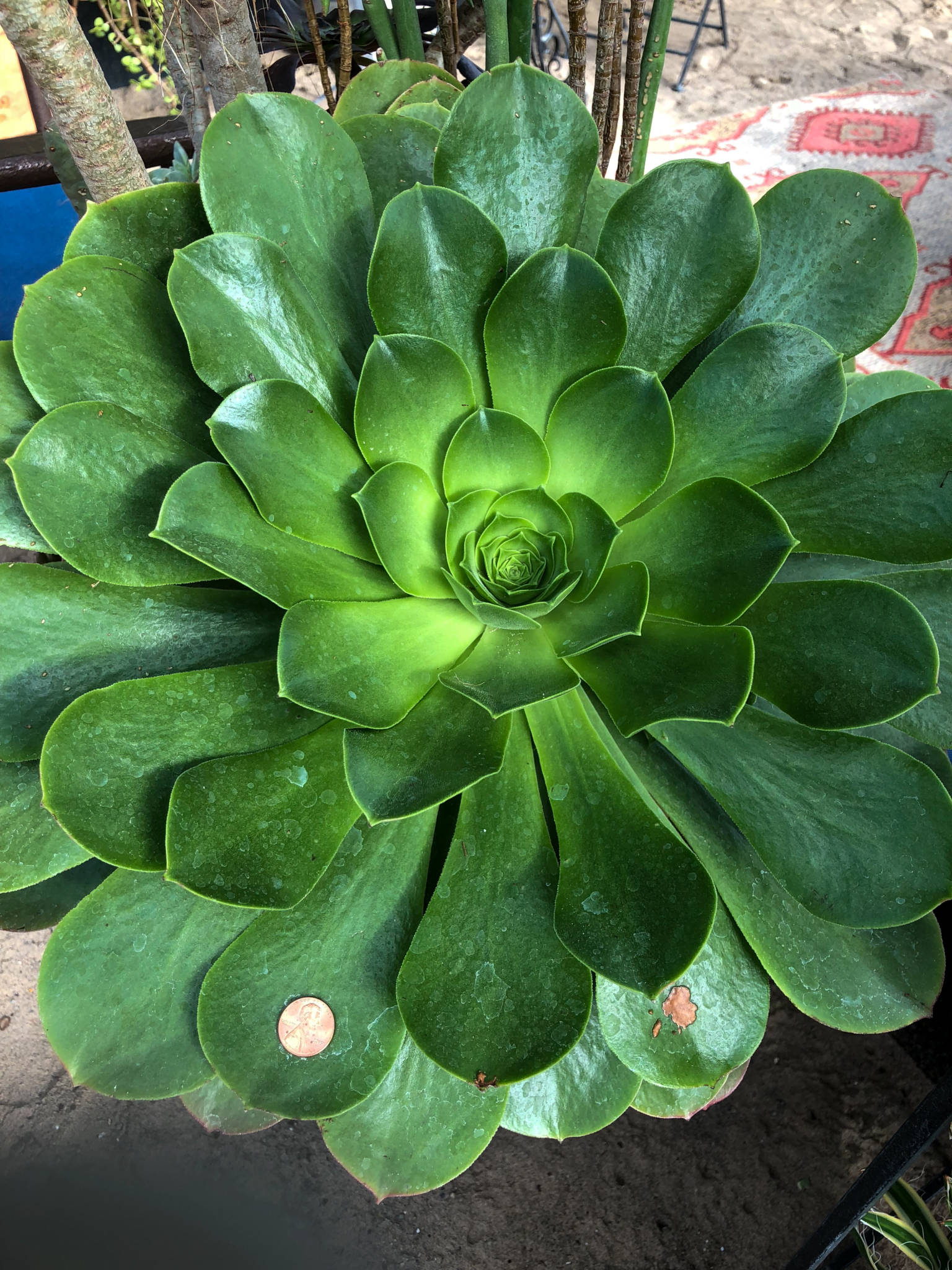 Canary Island Aeonium Succulent