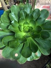 Canary Island Aeonium Succulent