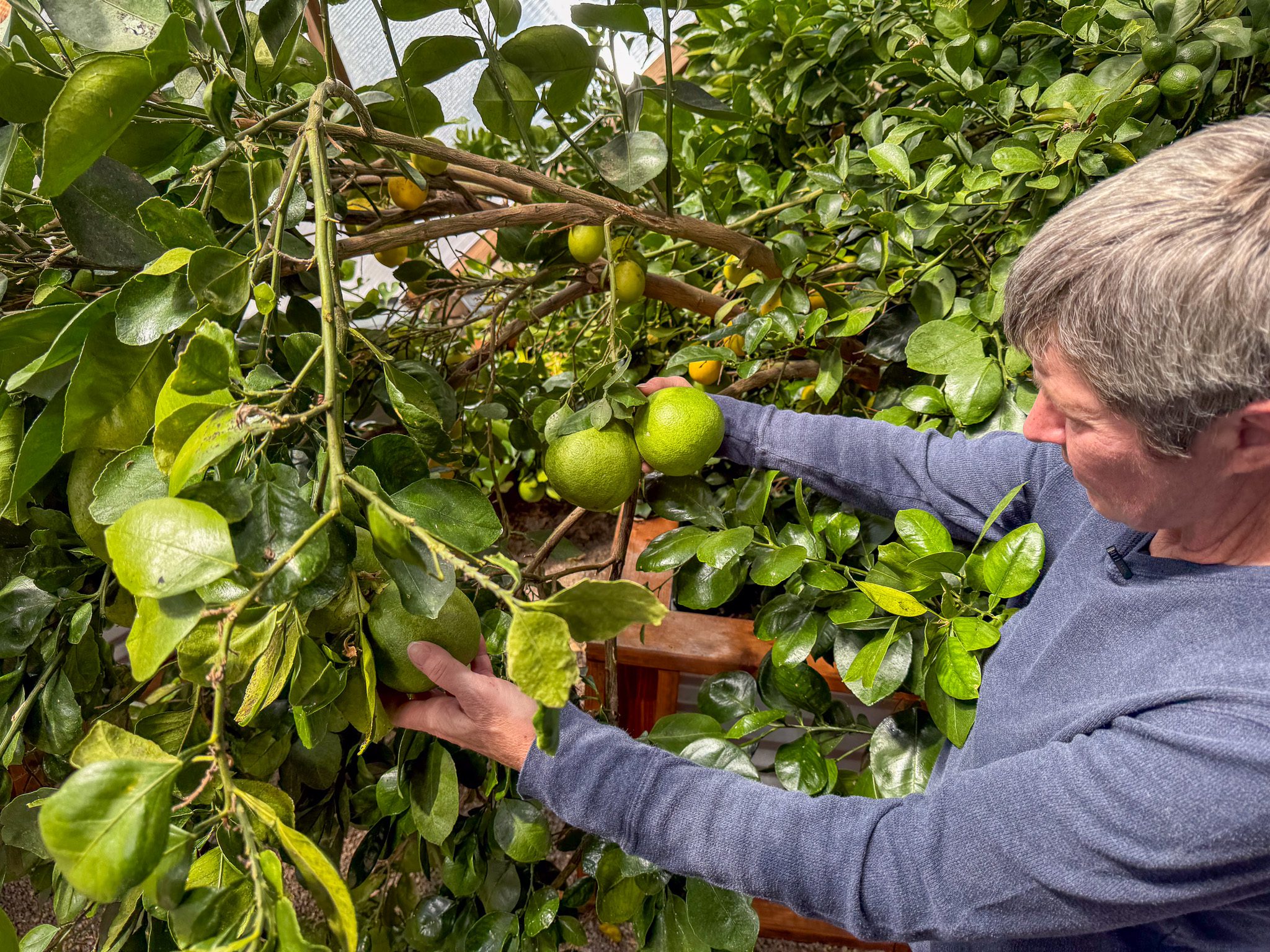 The Best Fruit Bearing Plants to Grow in Your Greenhouse image