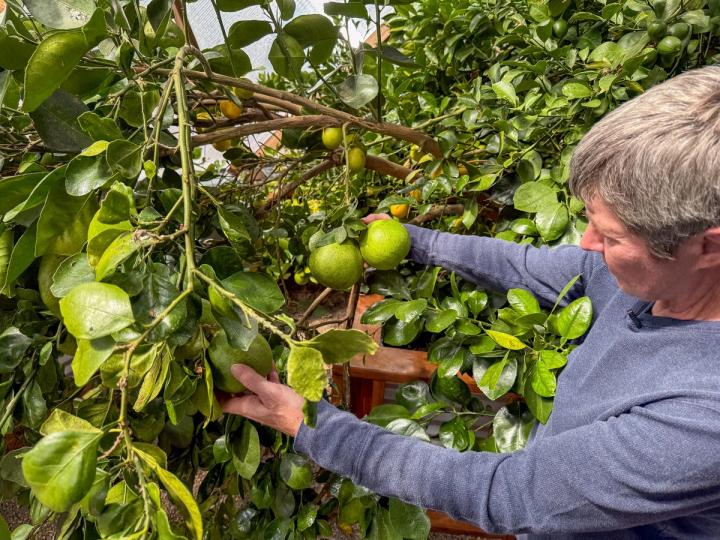 A woman showing two green grapefruits growing on a tree.
