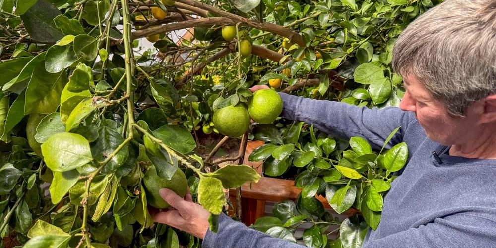 The Best Fruit Bearing Plants to Grow in Your Greenhouse image