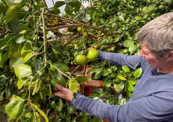 The Best Fruit Bearing Plants to Grow in Your Greenhouse image