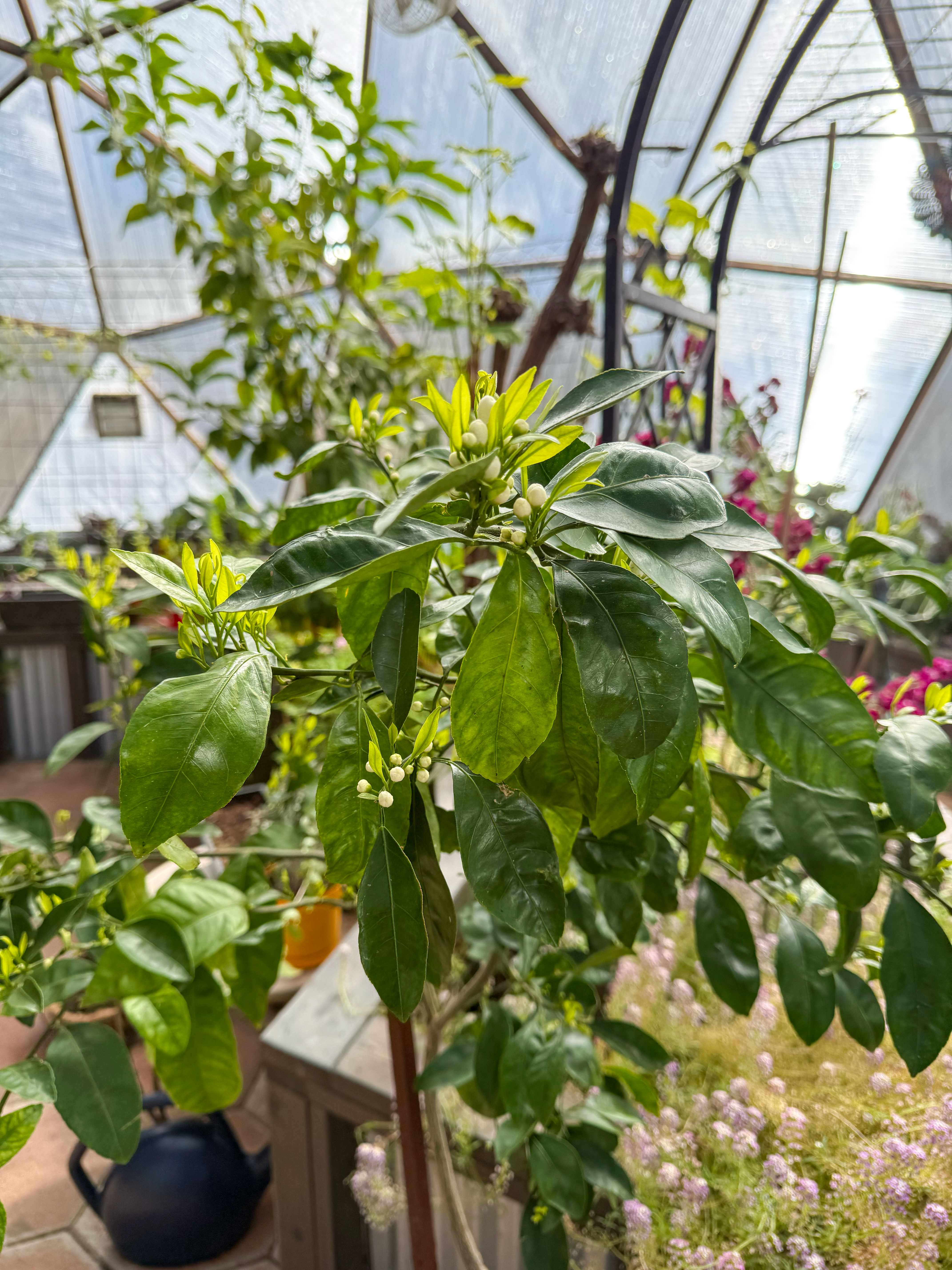 blossoming mandarin tree in a Growing Dome greenhouse