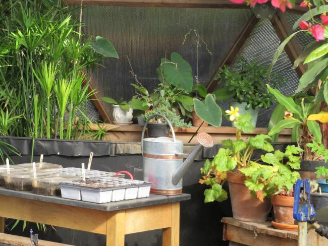 Plants, propagation trays, and aquaponics equipment inside a school Growing Dome in Kent, Connecticut