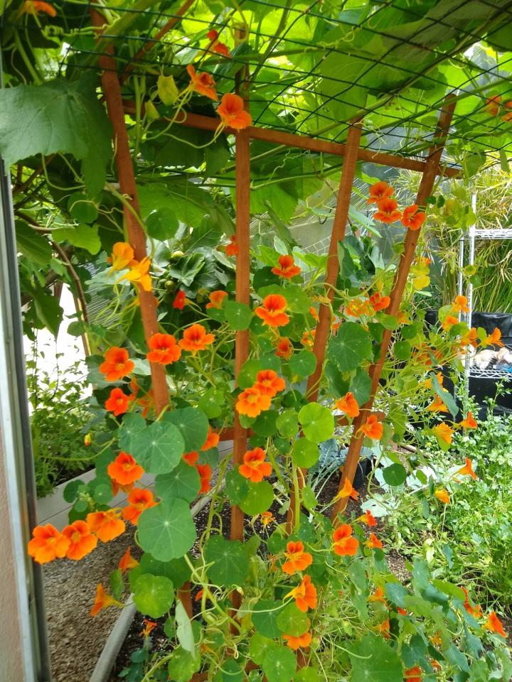 nasturtium and grapevine companion planting