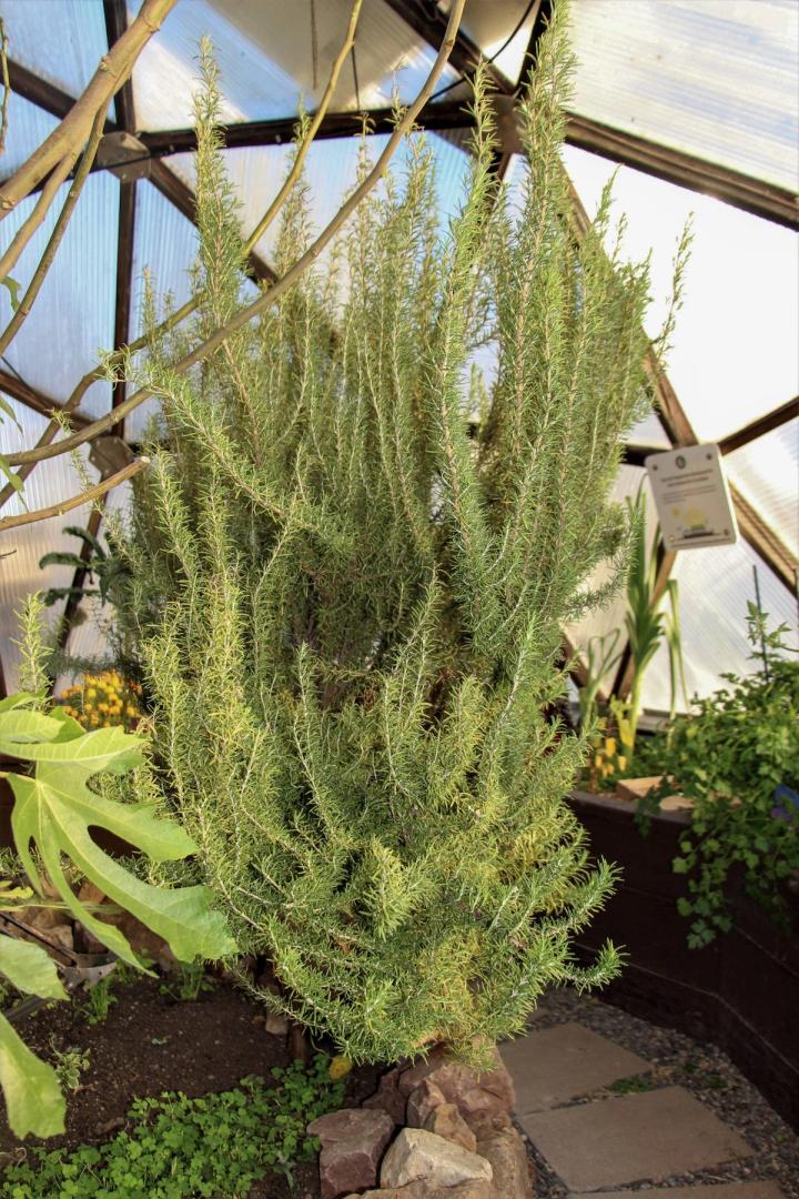 tall rosemary plant growing inside a greenhouse