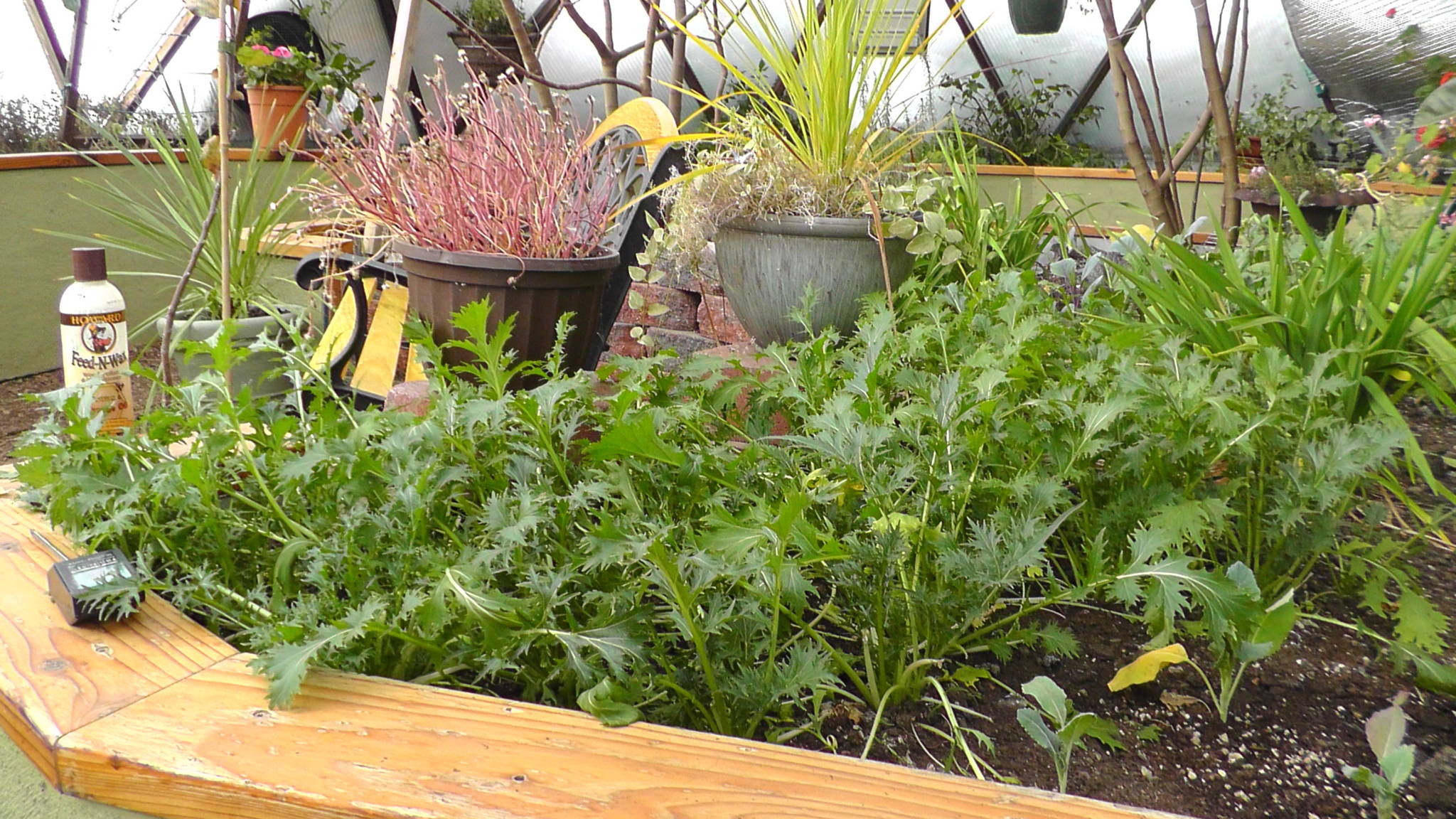 greens growing in raised beds in January