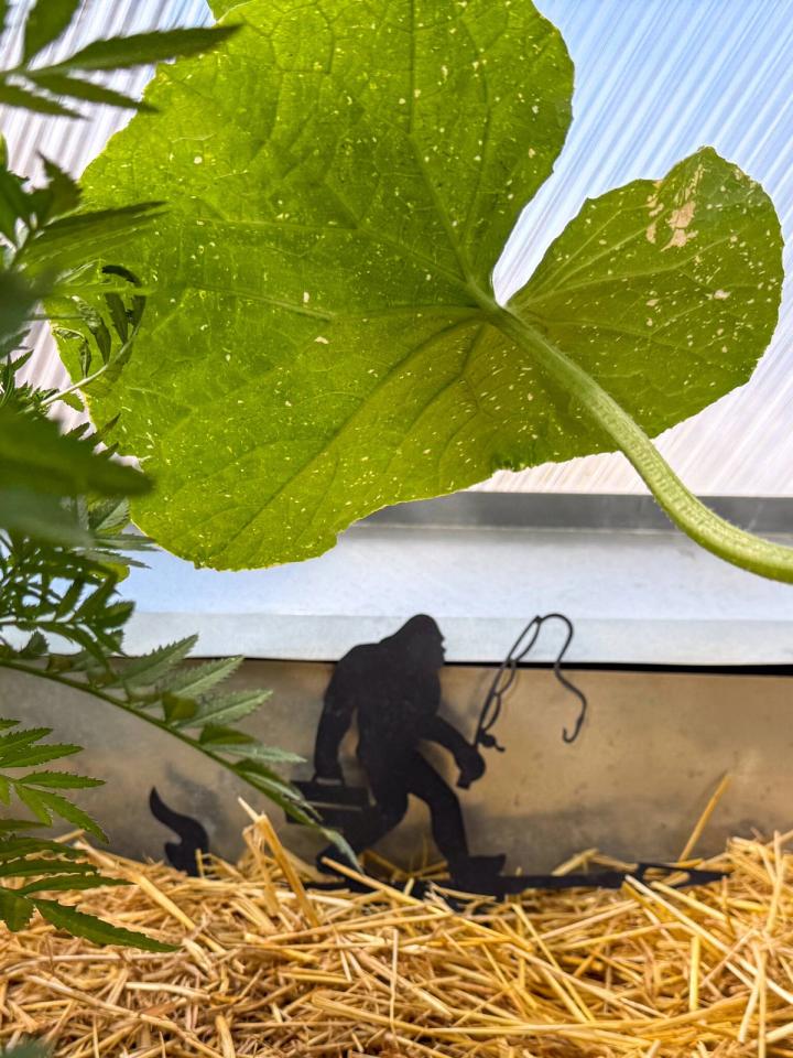 Black metal Sasquatch figure under a cucumber leaf in a garden bed mulched with straw