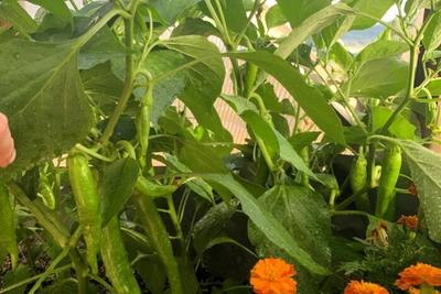 Pepper image