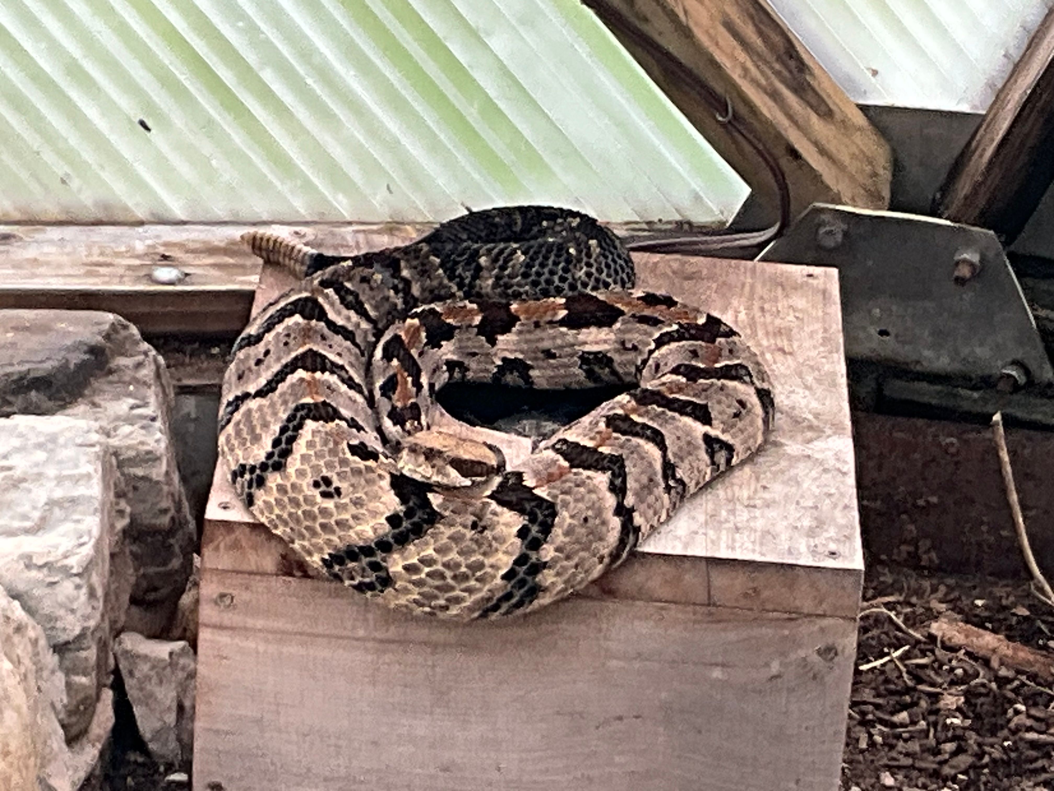 large rattlesnake inside a dome greenhouse