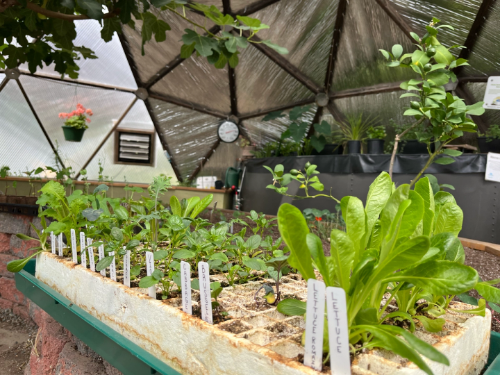 seedlings in a tray ready for planting sitting on the central bed in a growing dome greenhouse
