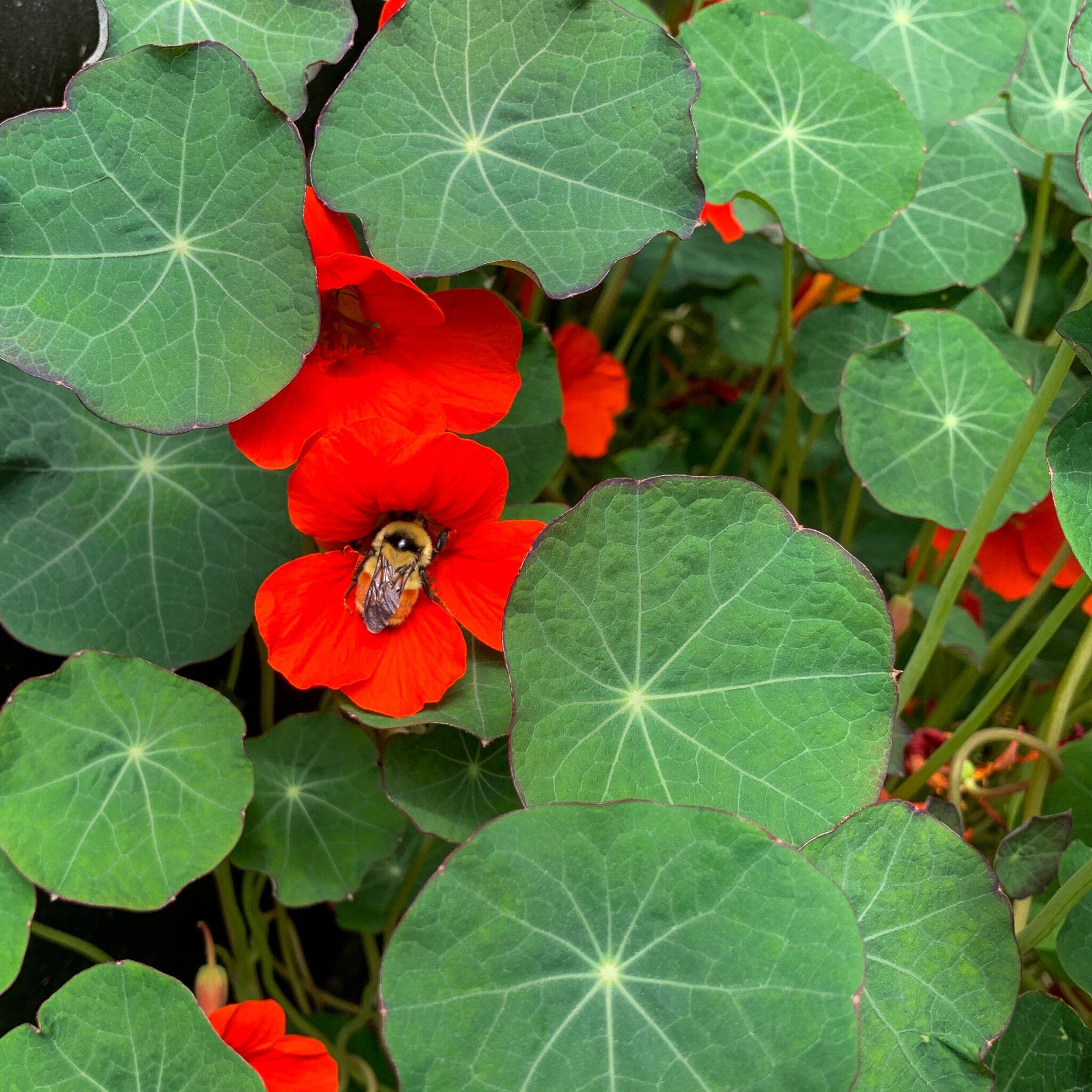 Bright red nasturtium with bee in center collecting pollen surrounded by lush green leaves
