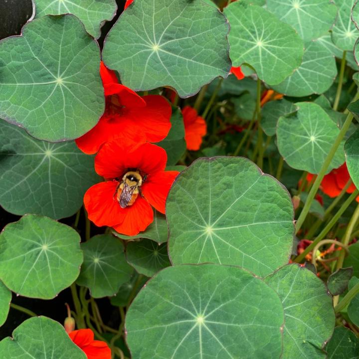 Bright red nasturtium with bee in center collecting pollen surrounded by lush green leaves