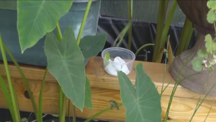 frog in a Growing Dome greenhouse