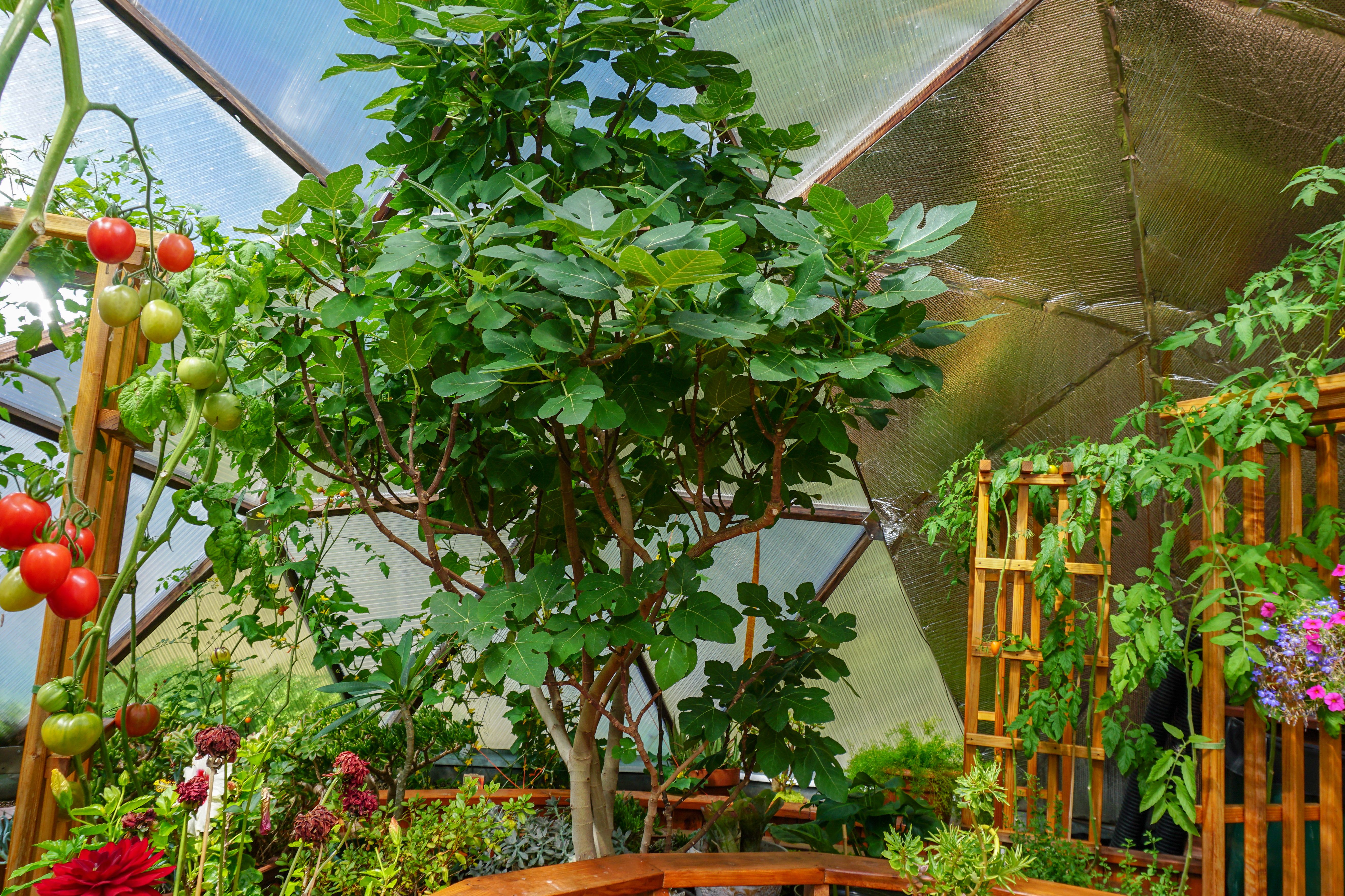fig tree and tomatoes growing in a geodome greenhouse