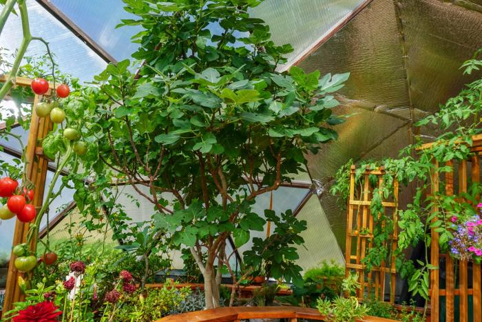 fig tree and tomatoes growing in a geodome greenhouse