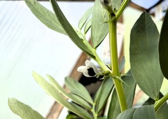 Growing Fava Beans in a Greenhouse – Bean There, Dome That image