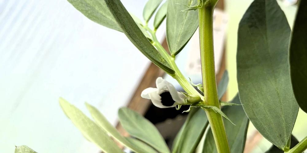Growing Fava Beans in a Greenhouse – Bean There, Dome That image
