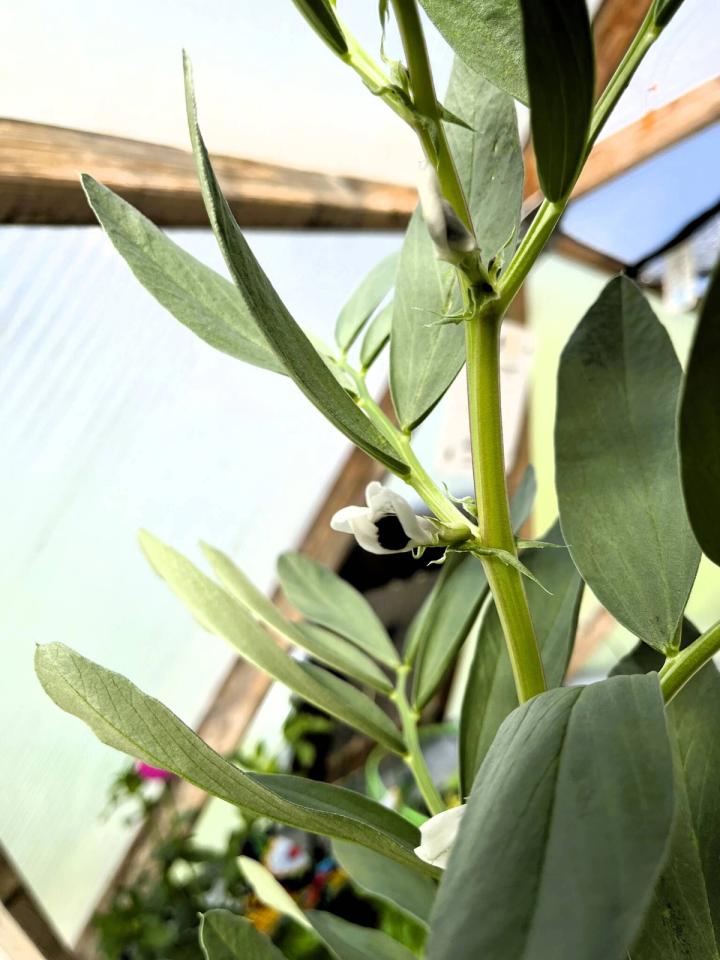 fava bean blossom