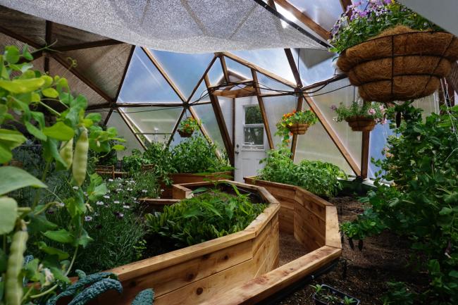 Lush greenhouse with peas and other plants featuring a clean walkway and venting panels