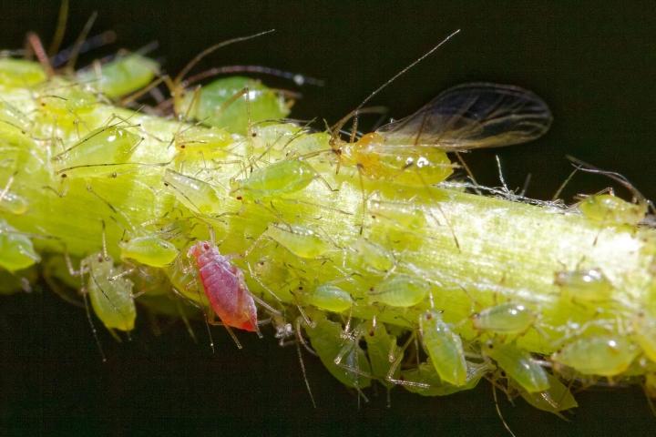 close-up of Aphids on a stem Pixabay photo