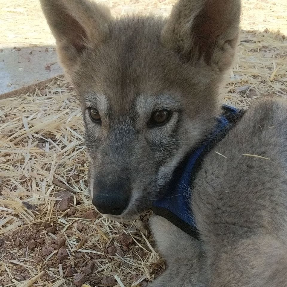 Wolf cub