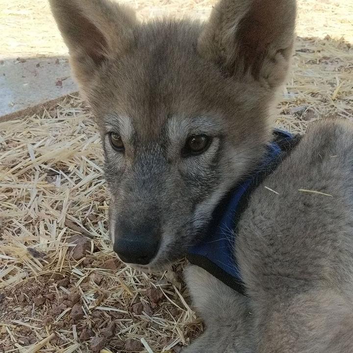 Wolf cub