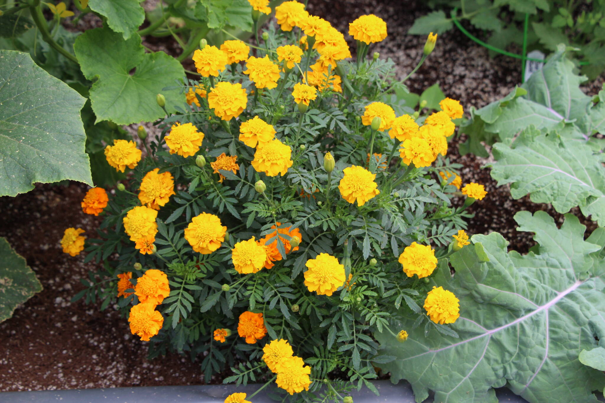 yellow marigolds growing in a vegetable garden