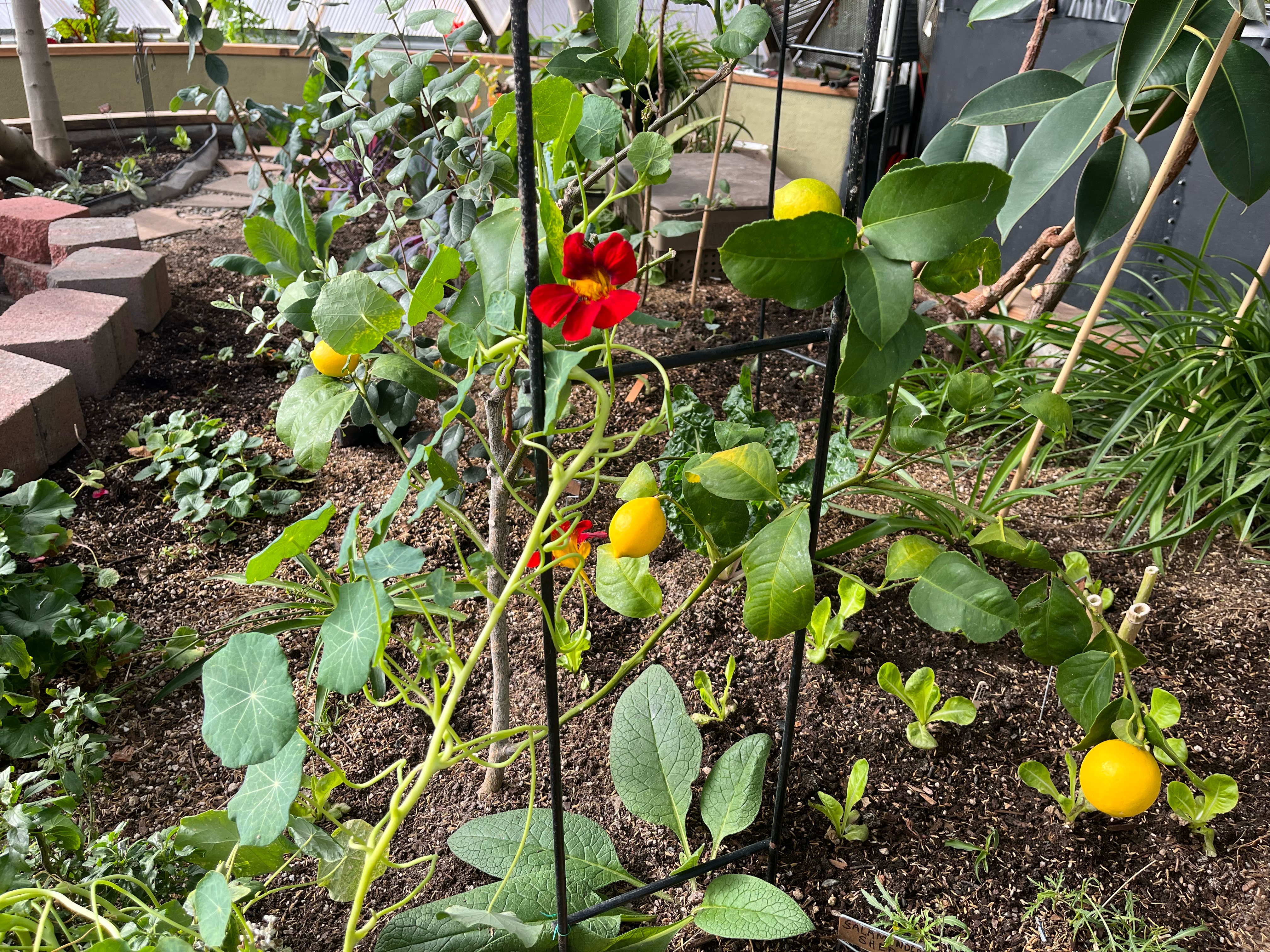 bright yellow lemons growing on a tree in the center bed of a 26-foot growing dome greenhouse with companion plants like nasturtium and comfry